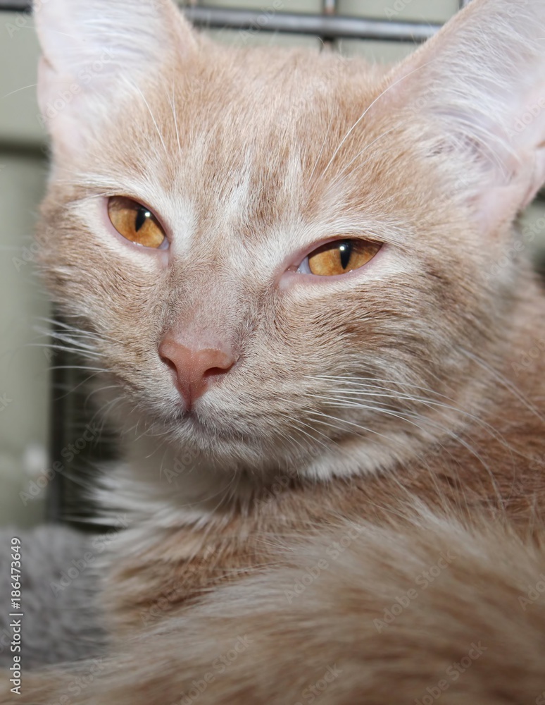 Buff sales tabby cat