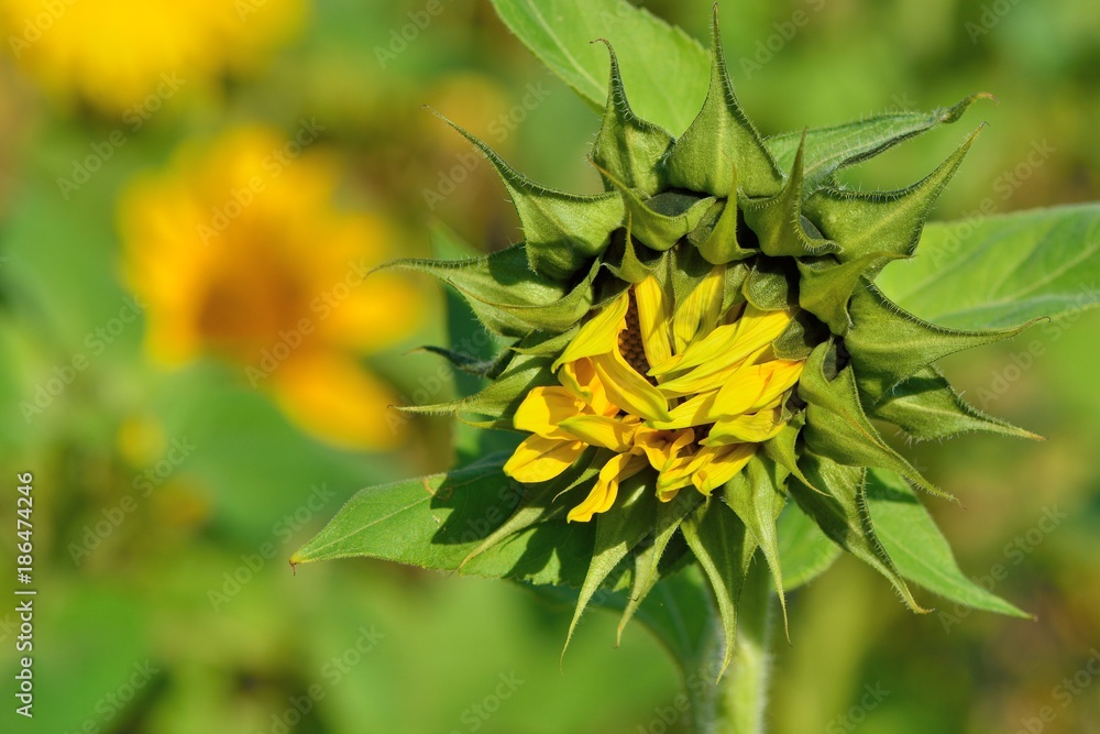 Bright colorful yellow sunflower. Shallow depth of field. Bright colorful yellow sunflower. Shallow depth of field.