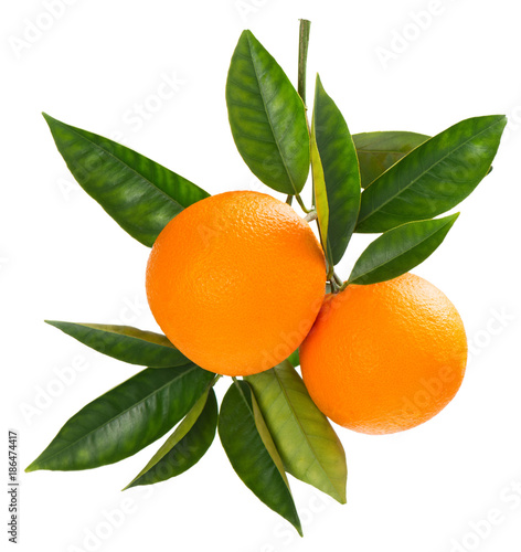 Twig of fresh ripe oranges.