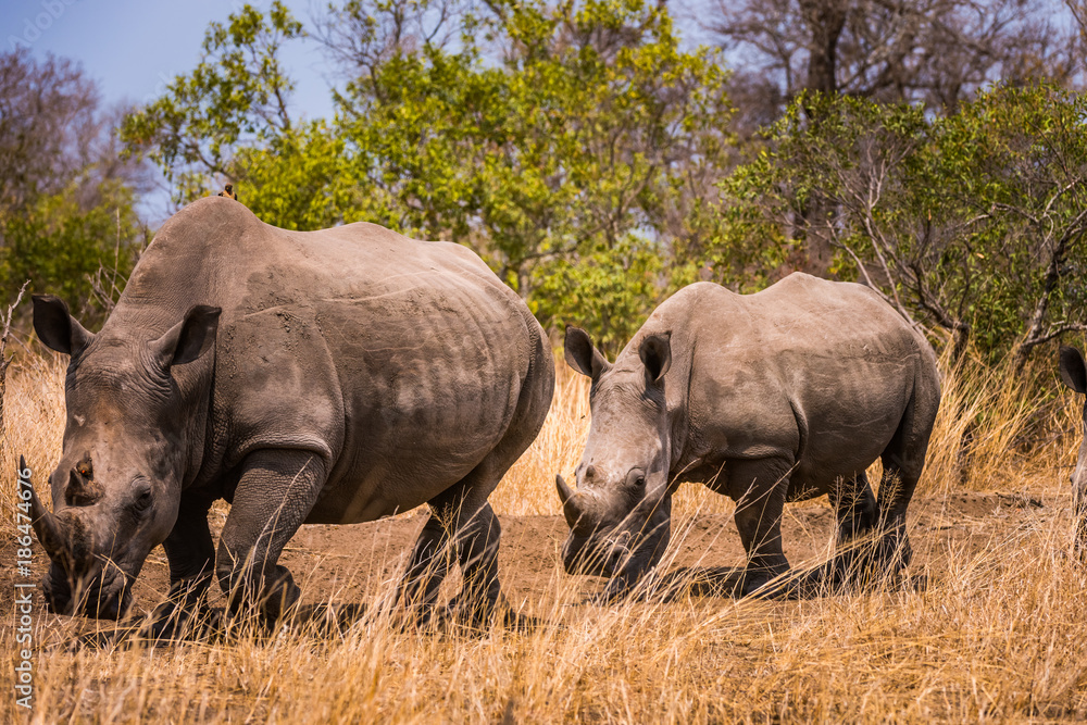Pair of white rhino walking through bush Pair of white rhino walking through bush