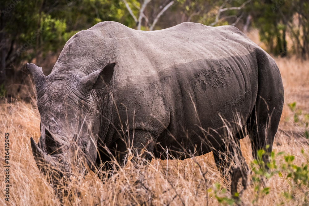 Naklejka premium large white rhino close up