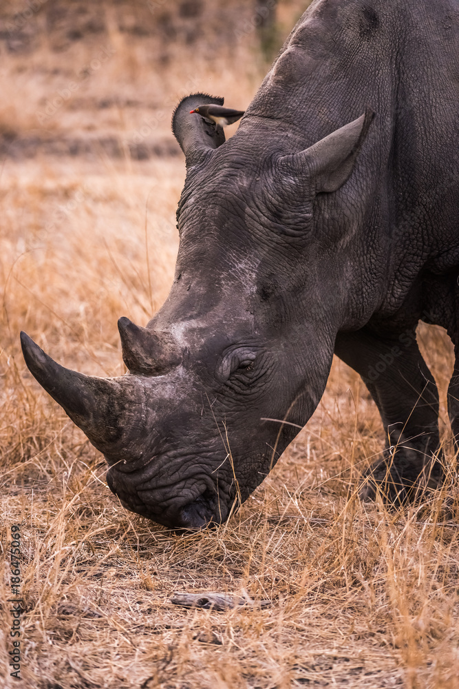 White rhino close up head shot White rhino close up head shot