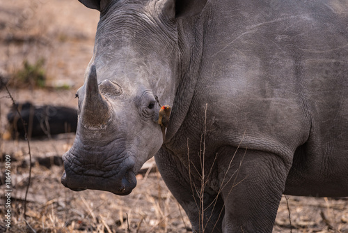 Schilderij op canvas White Rhino wiht oxpeckers