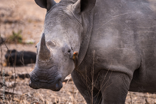 Schilderij op canvas White Rhino wiht oxpeckers