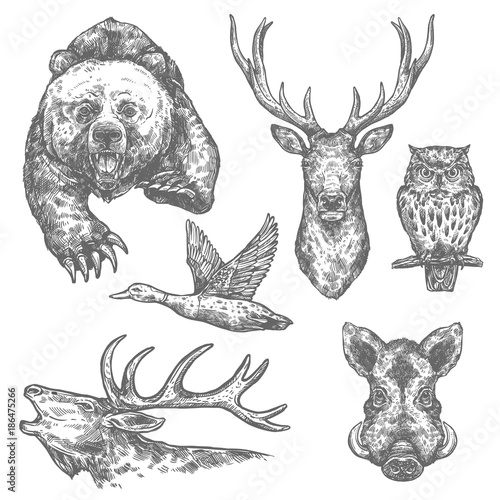 Wild hunting animals and birds sketches