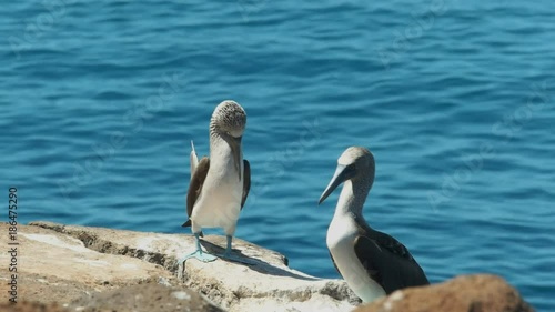 a blue-footed booby lifts its feet while dancing on isla nth seymour in the galalagos islands, ecuador photo