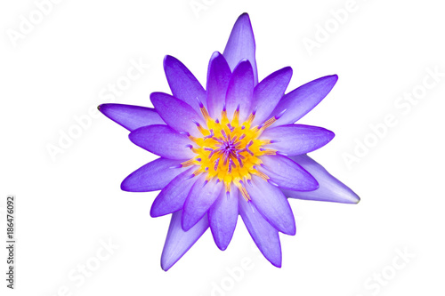 Beautiful big blue lotus isolated on the white background.