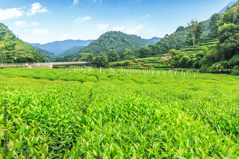 green tea plantations and mountain natural landscape in spring