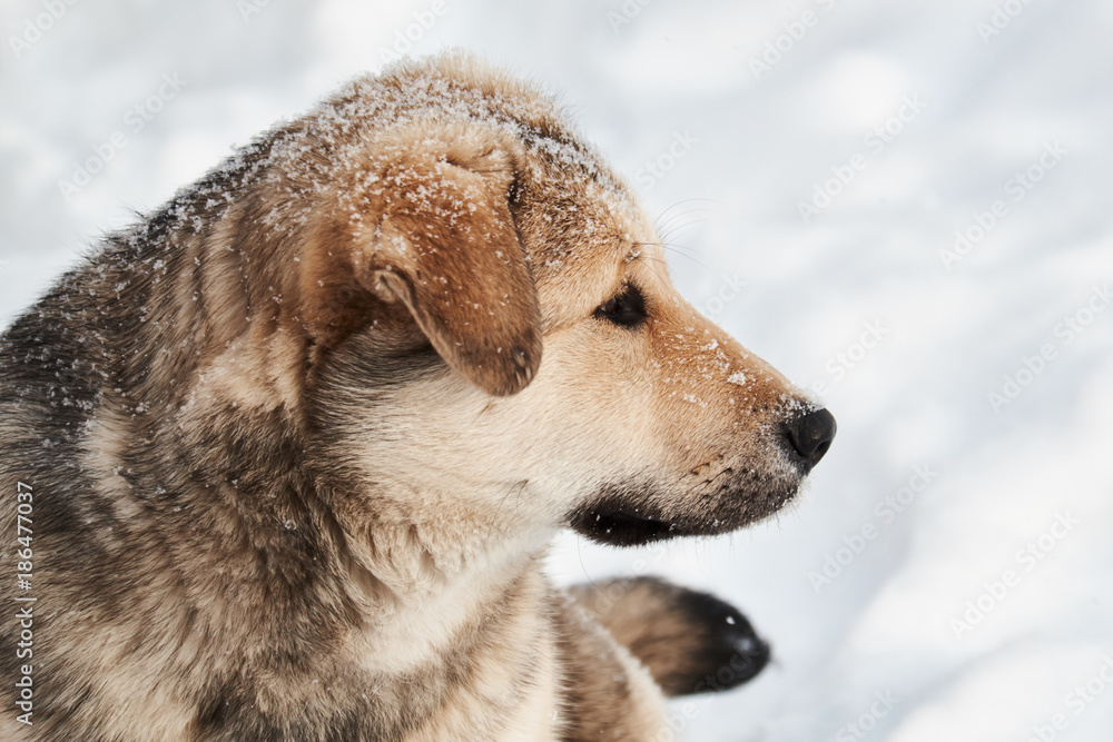 The dog sits in the snowy snow. Winter. The dog sits in the snowy snow. Winter.