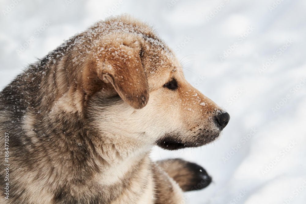 The dog sits in the snowy snow. Winter.