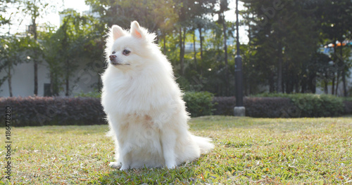 White Pomeranian dog in city park
