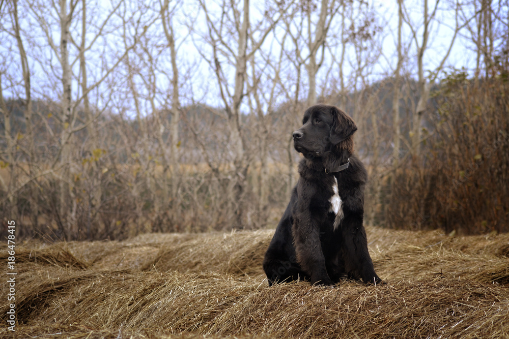 Newfoundland Dog 