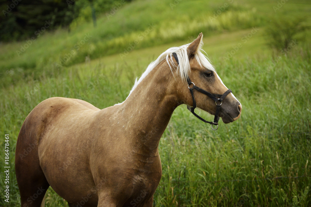 Obraz premium Palomino Horse