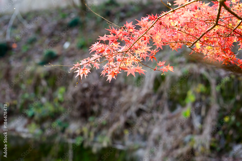 Falling autumn maple leaves natural background, Autumn season concept in Japan Falling autumn maple leaves natural background, Autumn season concept in Japan