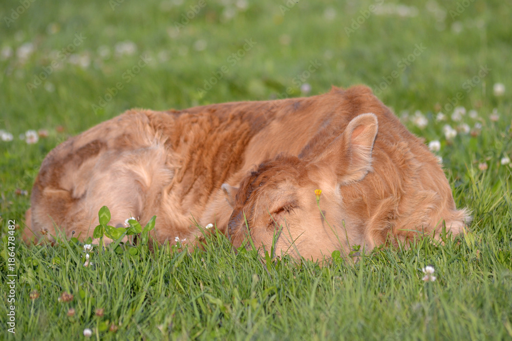 Sleeping Calf Sleeping Calf