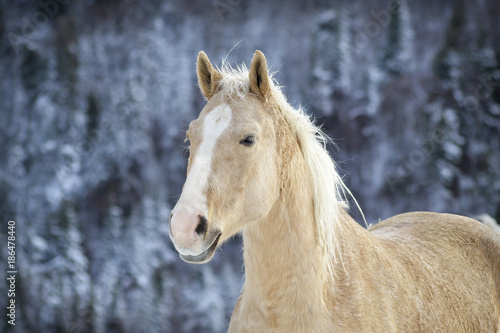 Palomino Horse © Beatrice