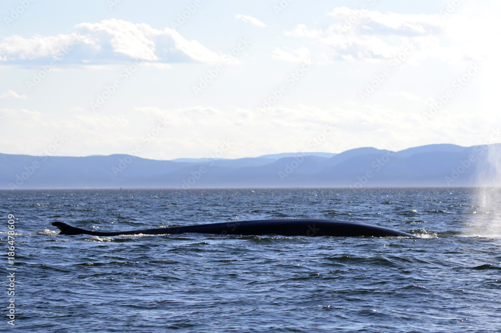 A Whale Back A Whale Back