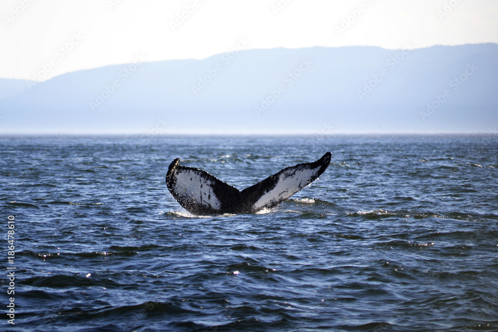 Fototapeta premium A Whale Tail