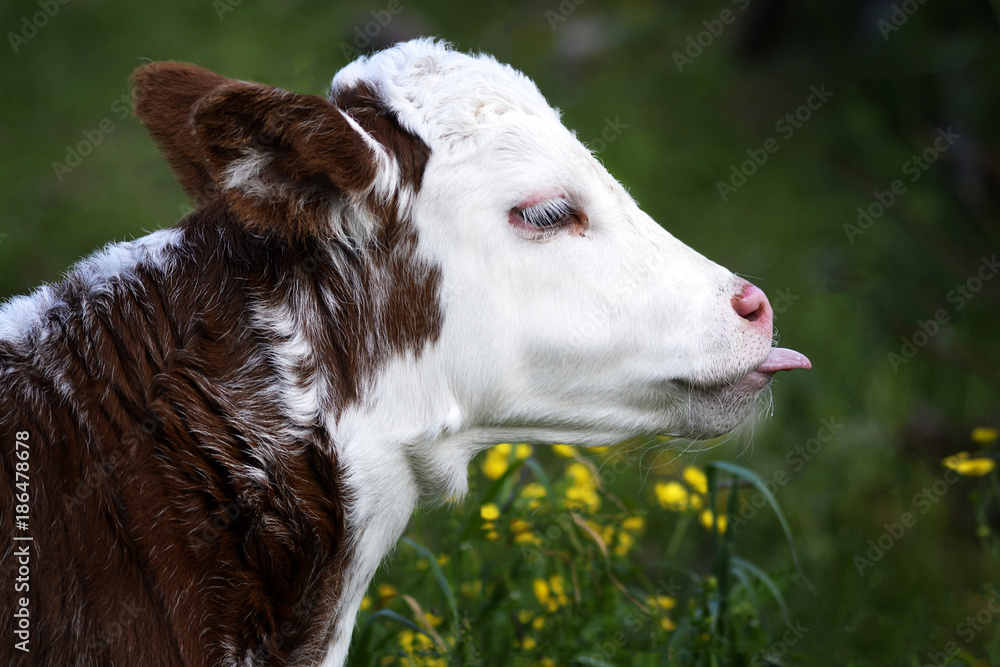 Fototapeta premium Cow Calf