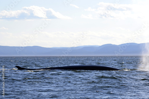 A Whale Back