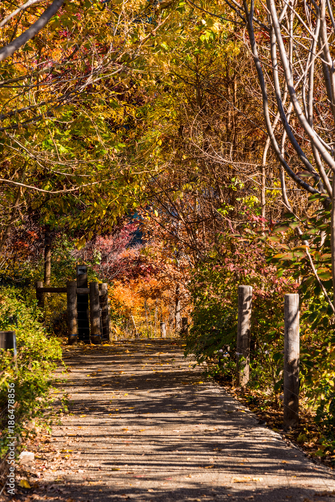 Obraz premium 秋の公園 ニューヨーク