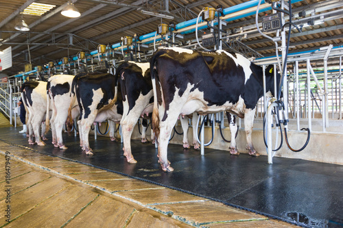 Quadro su tela Cow milking facility, Milking the cow with milking machine modern