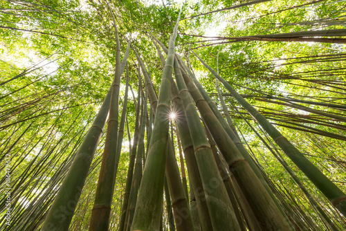 Bamboo forest with sun low angle view in Chengdu, China