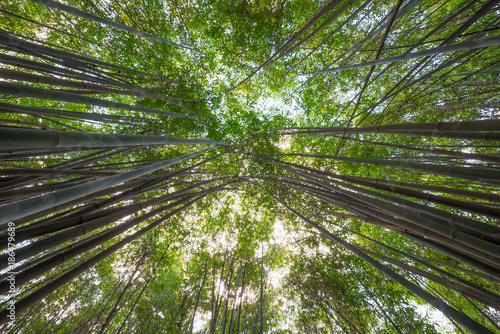 Bamboo forest vertical angle view in Chengdu, China