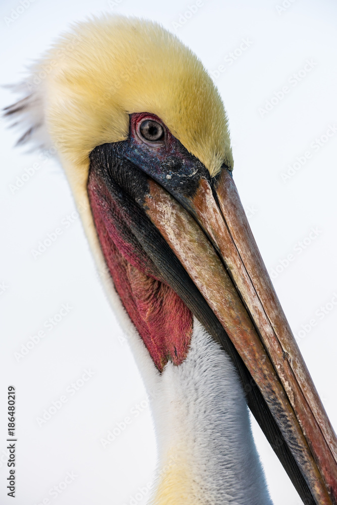 Colorful Brown Pelican Portrait Close Up