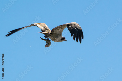 osprey with fish