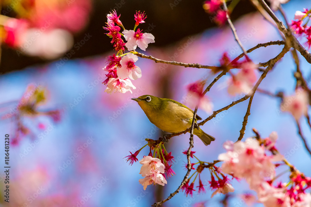 Fototapeta premium The Japanese White-eye.The background is cherry blossoms. Located in Tokyo Prefecture Japan.