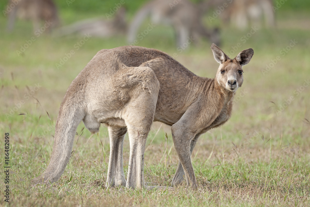 Red kangaroos in  outback Queensland, Australia.