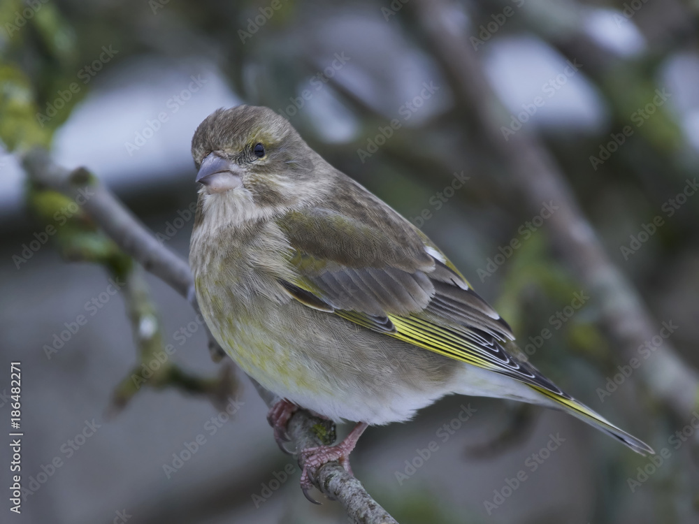 Obraz premium European greenfinch (Chloris chloris)