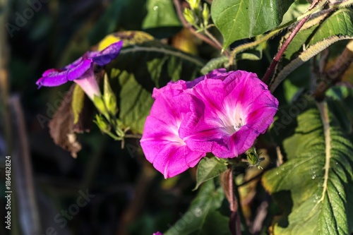 Closeup morning glory flower in a garden.Blurred background.