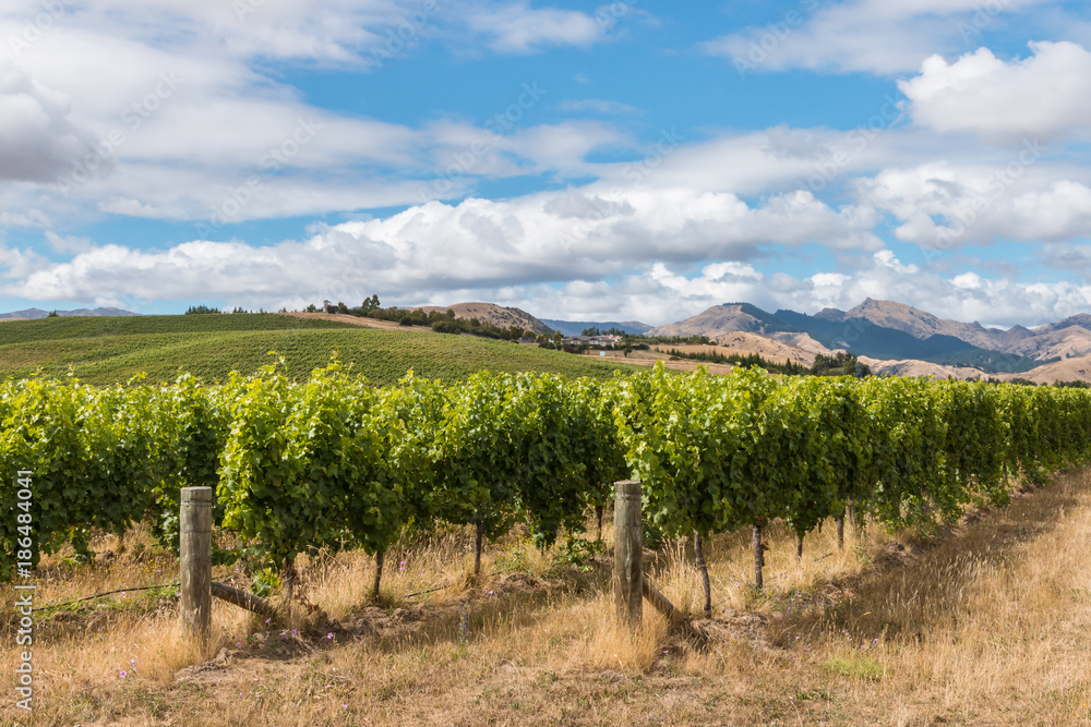New Zealand vineyards in summertime