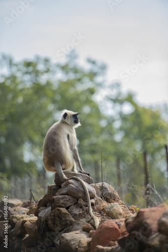 Gray langur, ( Semnopithecus ), sitting on stone wall, looking right, Kahna National Park, India photo