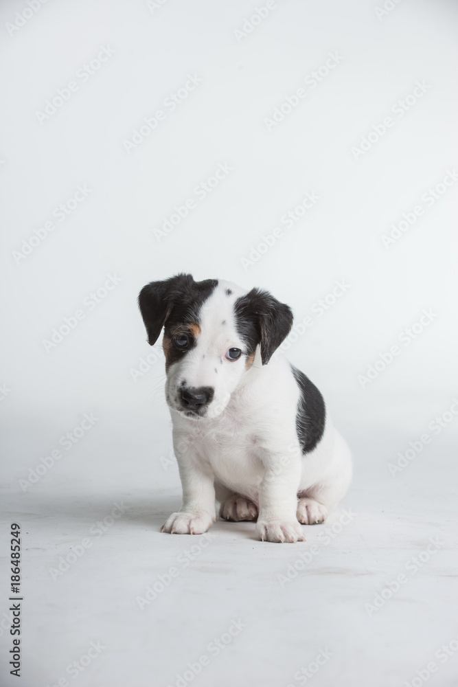 Cute Jack Russell Terrier Puppy isolated on a white white background Cute Jack Russell Terrier Puppy isolated on a white white background