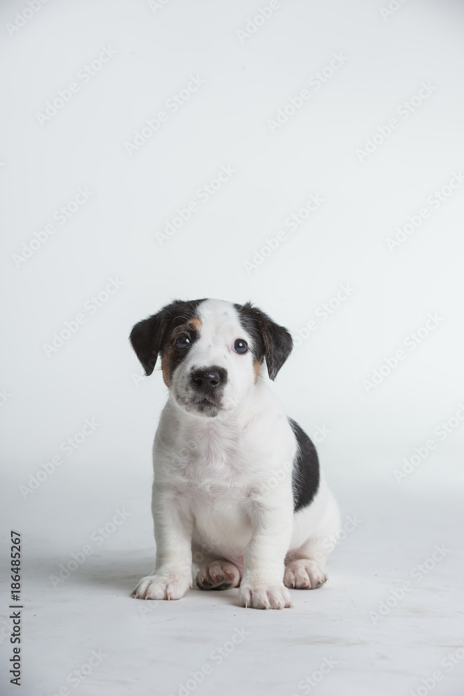 Fototapeta premium Cute Jack Russell Terrier Puppy isolated on a white white background