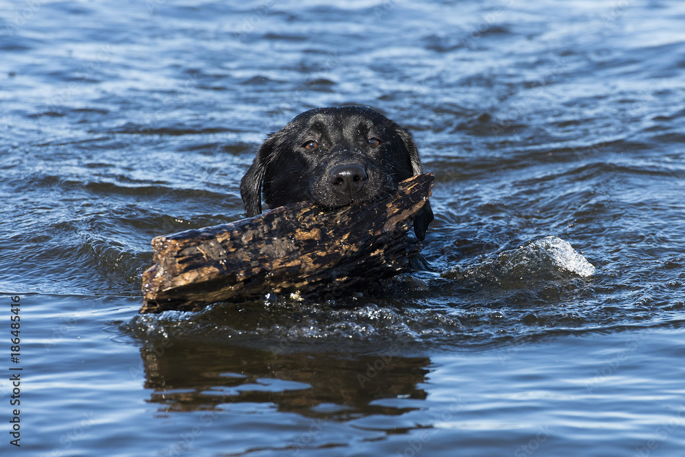 A Black Lab retrieving a stick