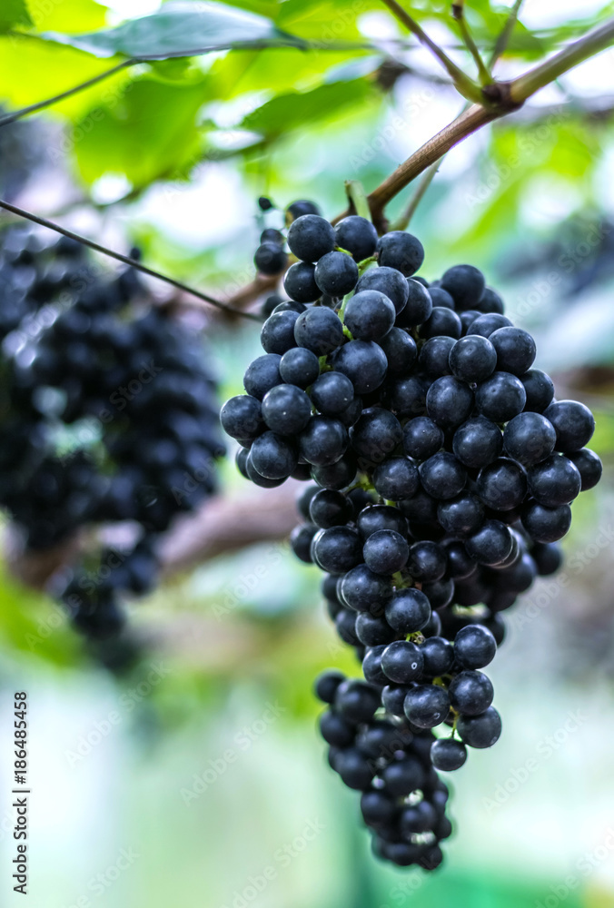 Vineyards in autumn harvest. Ripe black grapes in fall. Vineyards in autumn harvest. Ripe black grapes in fall.