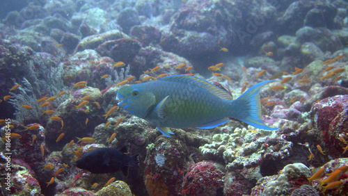 Swimming parrot fish at Sabang, Indonesia