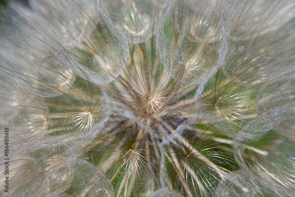 Fototapeta premium Tragopogon close-up with a small insect on the umbrella
