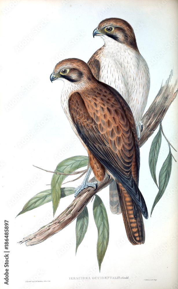 Fototapeta premium Illustration of bird. 
