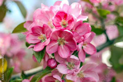 Apple blossom bright pink flowers