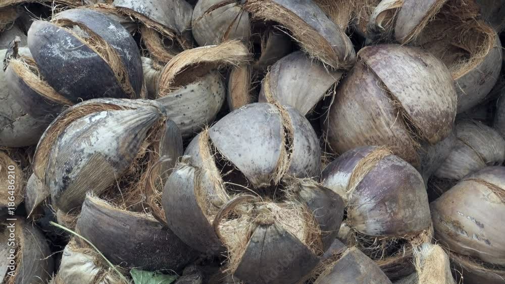 The shell of coconuts prepared for use in the form of fuel for cooking The shell of coconuts prepared for use in the form of fuel for cooking