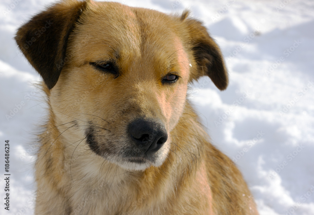 Redhead stray dog portrait Redhead stray dog portrait