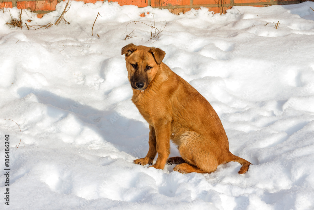 stray red dog in the snow