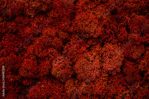 red moss, back ground