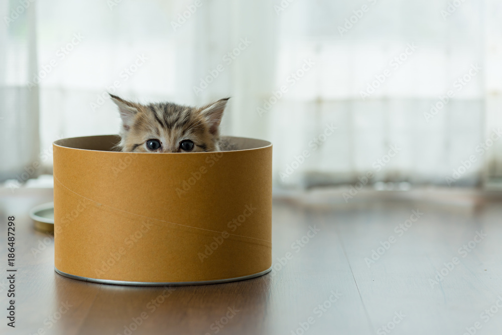 Foto Cute kitten in box