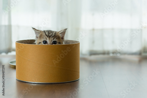 Cute kitten in box